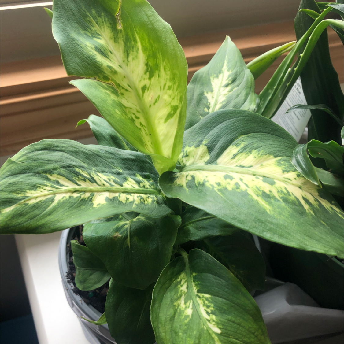 Dieffenbachia plant photo by @Hungrypizza named Becca on Greg, the plant care app.