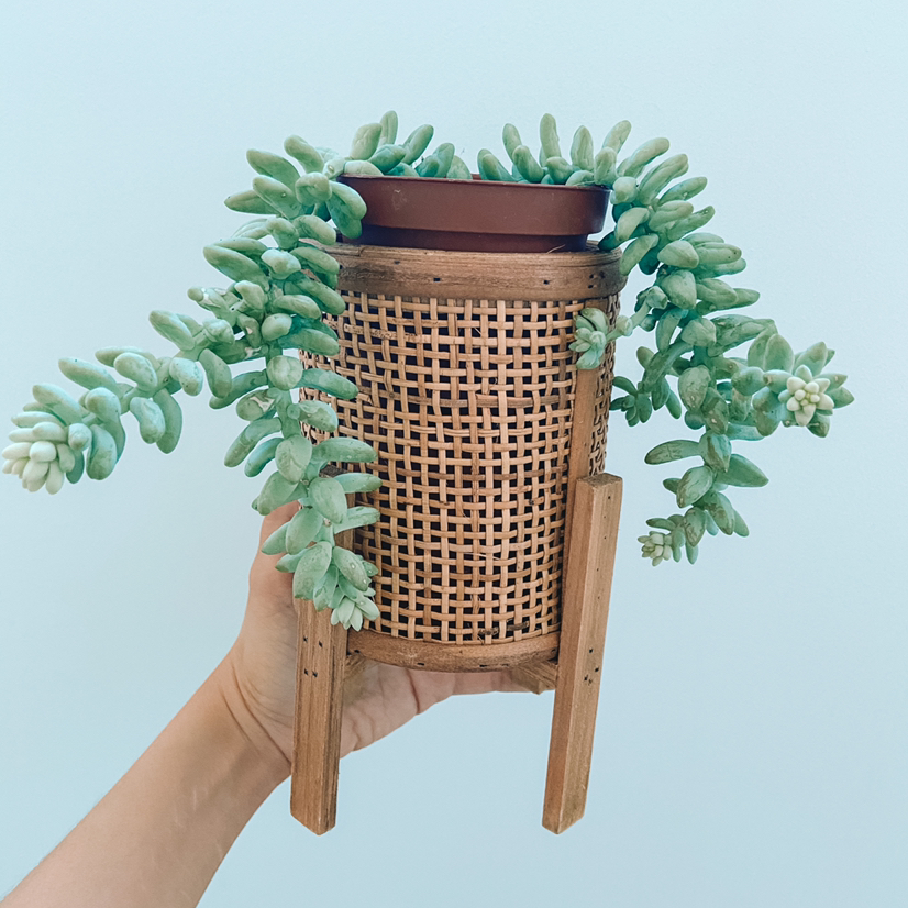 Burro's Tail plant photo by @amyloudxn named Burro’s Tail on Greg, the plant care app.