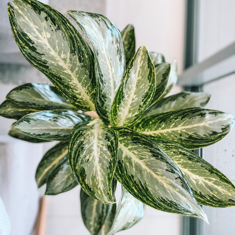 Photo of the plant species Chinese Evergreen by @amyloudxn named Aglaonema Ivory on Greg, the plant care app