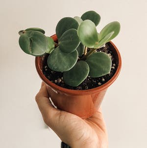 Peperomia 'Hope' plant photo by @amyloudxn named Peperomia Hope on Greg, the plant care app.