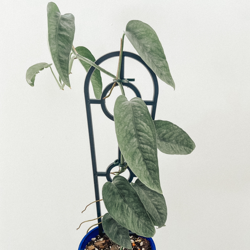 Photo of the plant species Cebu Blue Pothos by @amyloudxn named Cebu Blue on Greg, the plant care app