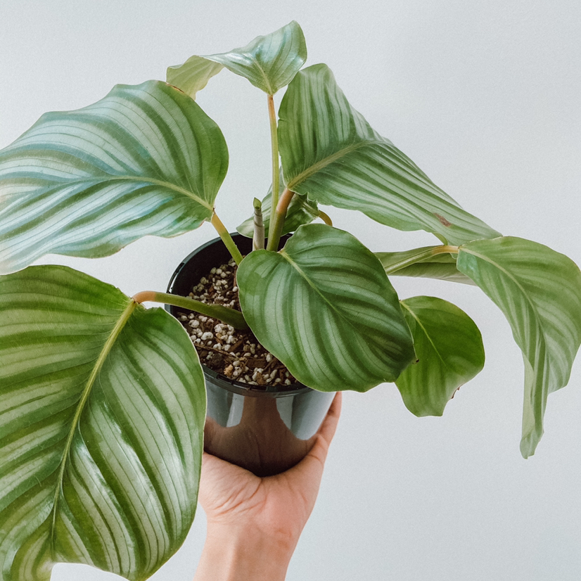 Calathea Orbifolia plant photo by @amyloudxn named Orbifolia (Bathroom) on Greg, the plant care app.
