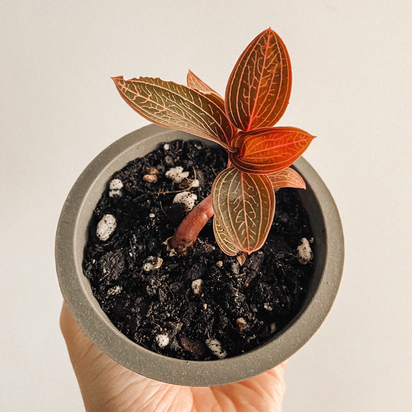 Photo of the plant species Anoectochilus roxburghii 'Spiderman' by @amyloudxn named Anoectochilus Roxburghii x Ludisia Discolour on Greg, the plant care app