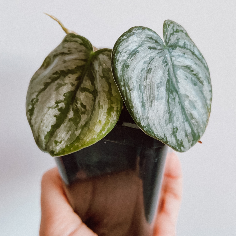 Silver Leaf Philodendron held in a black pot by a hand, showing two prominent leaves.