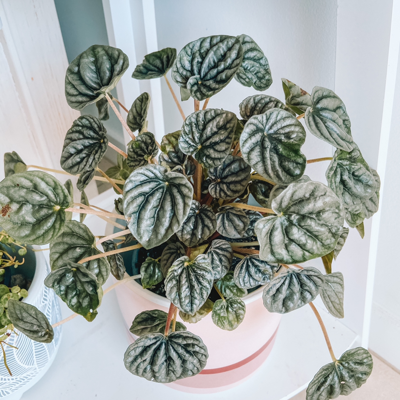Silver Ripple Peperomia plant in a pot with healthy, rippled leaves.