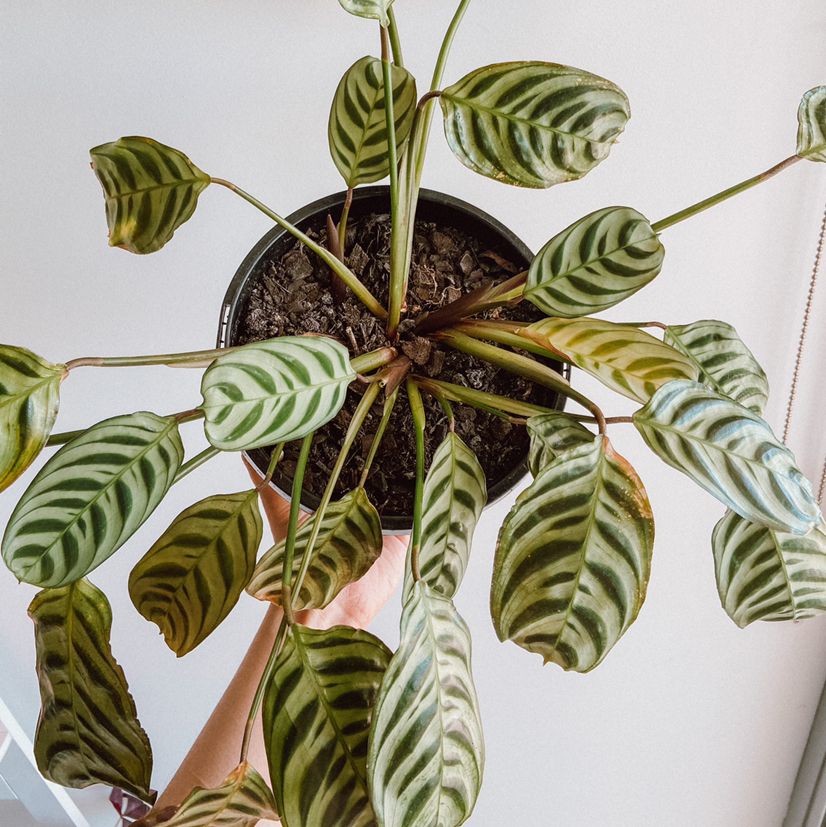 Fishbone Prayer Plant plant photo by @amyloudxn named Ctenanthe Burle Marxii on Greg, the plant care app.
