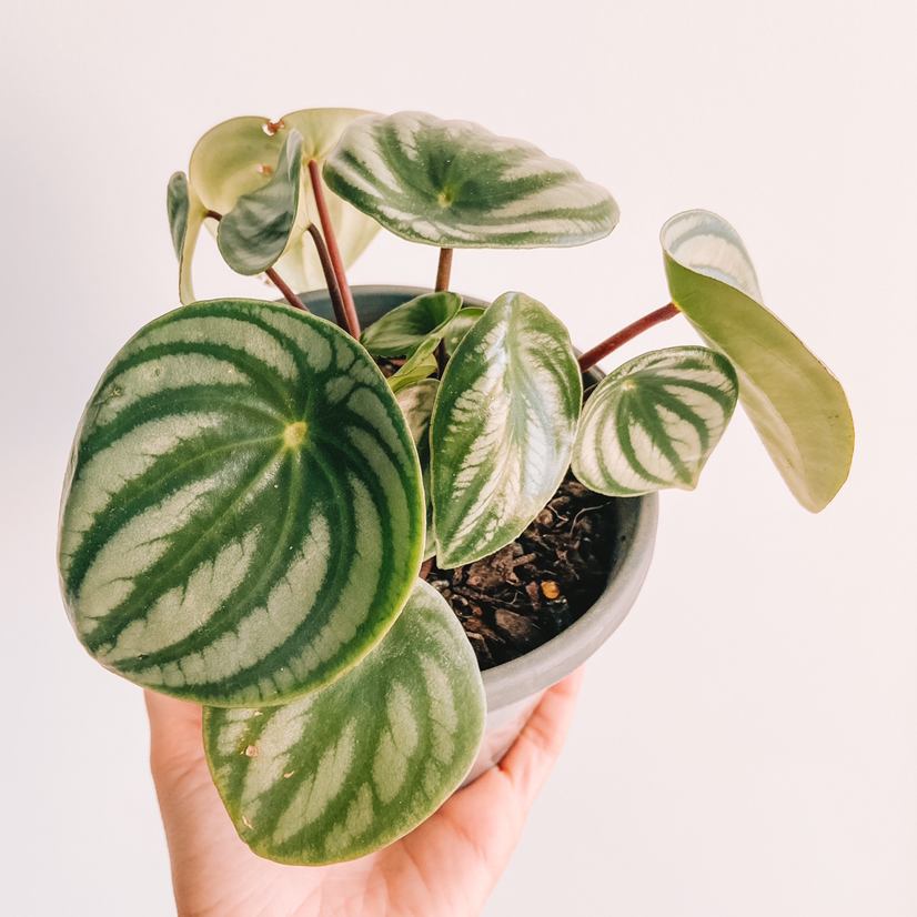 Photo of the plant species Watermelon Peperomia by @amyloudxn named Watermelon Peperomia on Greg, the plant care app