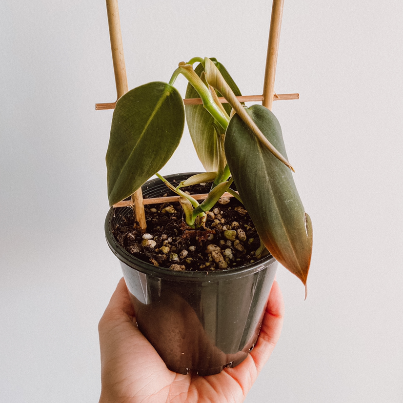 Photo of the plant species Philodendron gigas by @amyloudxn named Gigas on Greg, the plant care app