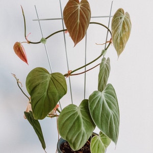 Philodendron Micans plant photo by @amyloudxn named Philodendron Micans on Greg, the plant care app.