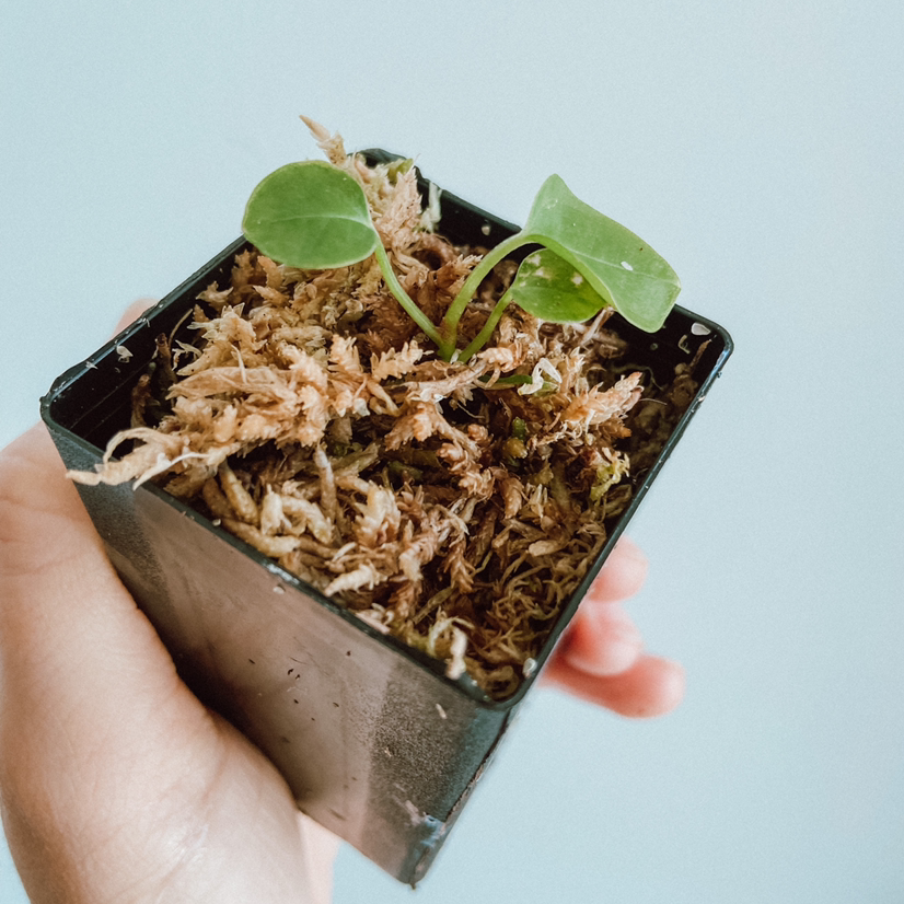 Photo of the plant species Anthurium forgetii by @amyloudxn named Bb Miniscule Forgetii on Greg, the plant care app