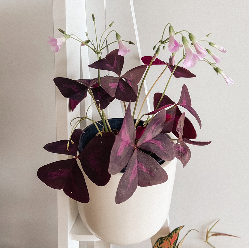Photo of the plant species Purple Shamrocks by @amyloudxn named Oxalis Triangularis on Greg, the plant care app