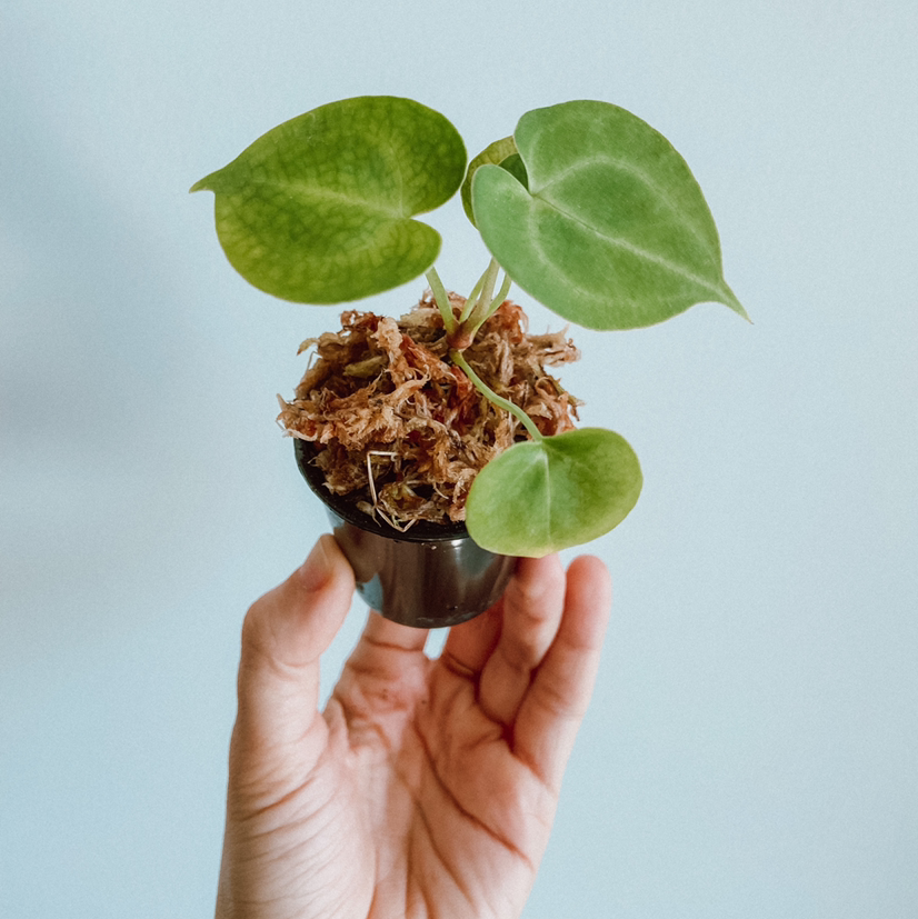 Velvet Cardboard Anthurium plant photo by @amyloudxn named Bb Clari on Greg, the plant care app.