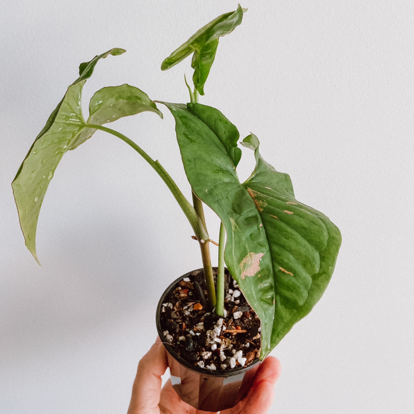 Potted Pink Splash Arrowhead Vine with some leaf damage, held by a hand.