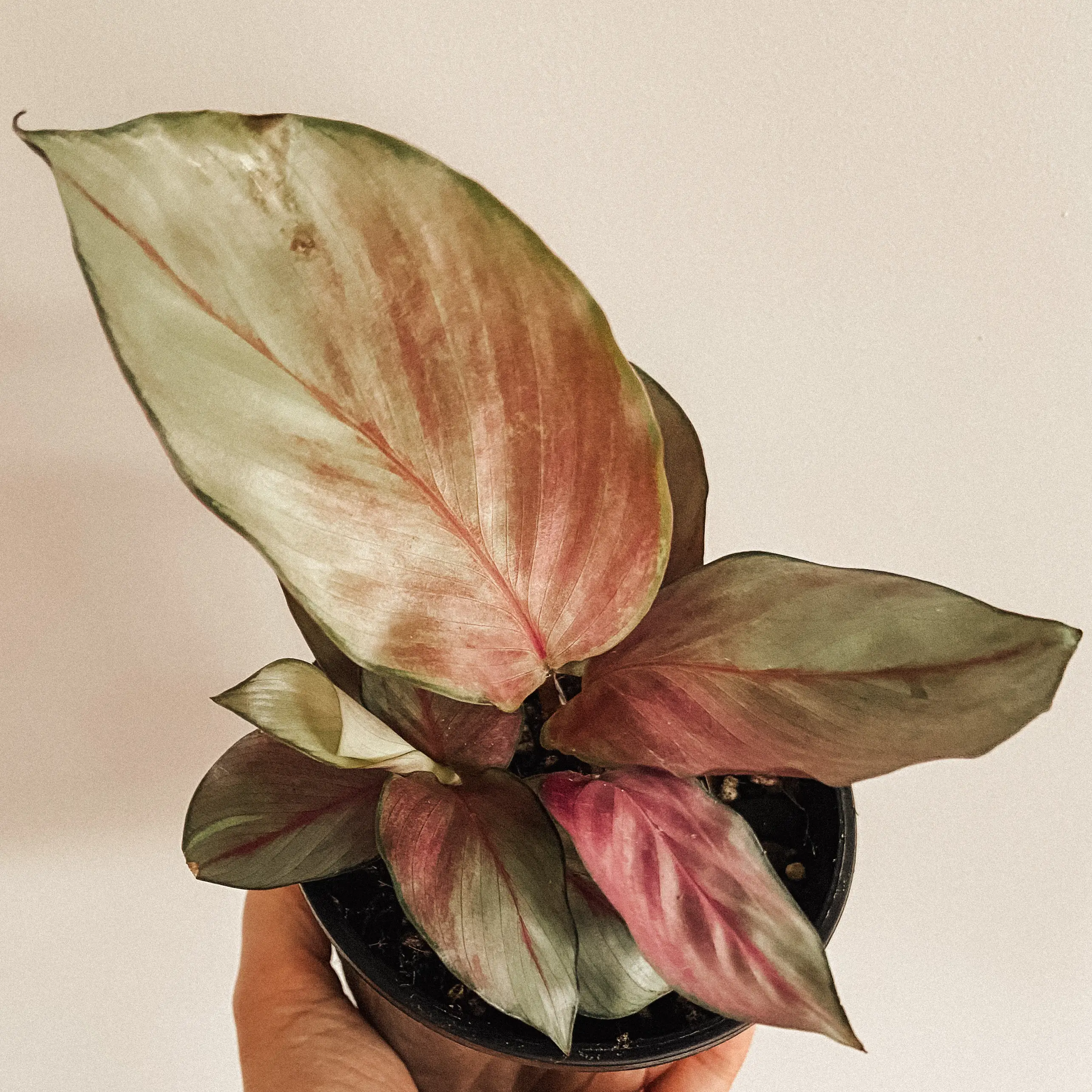 Photo of the plant species Manoa Blush by @amyloudxn named Silver Plate on Greg, the plant care app