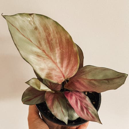 Photo of the plant species Manoa Blush by Amyloudxn named Silver Plate on Greg, the plant care app