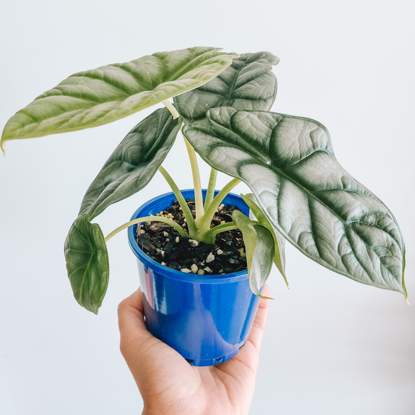 Silver Dragon plant in a blue pot, held by a hand, with healthy green leaves.