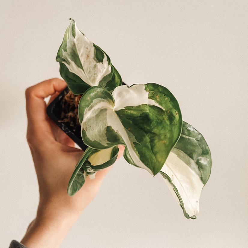 Manjula Pothos plant photo by @amyloudxn named Manjula on Greg, the plant care app.