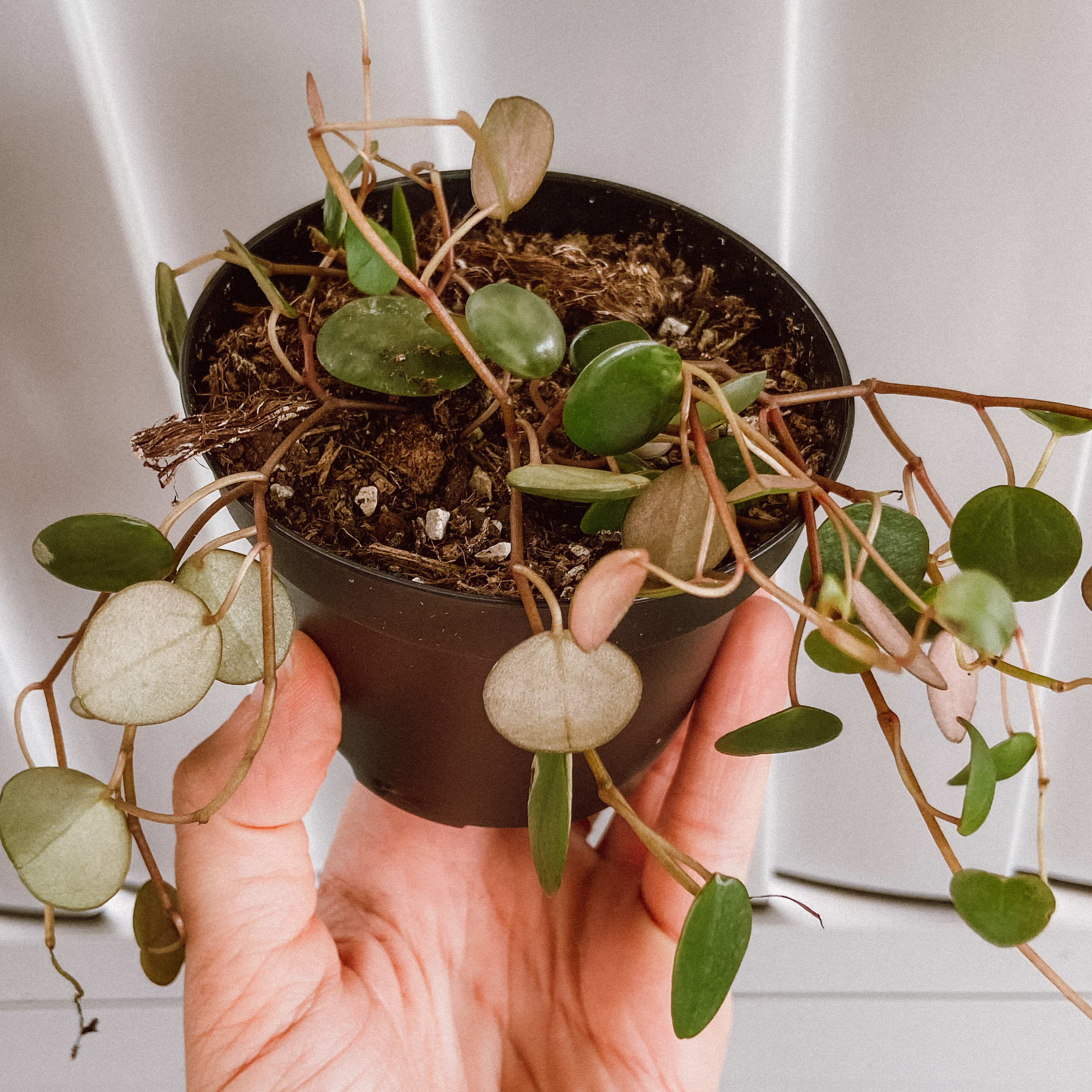 Peperomia 'Pepperspot' plant in a small pot, held by a hand, with some discolored leaves.
