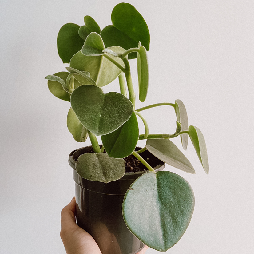 Photo of the plant species Felted Peperomia by @amyloudxn named Peperomia Incana on Greg, the plant care app