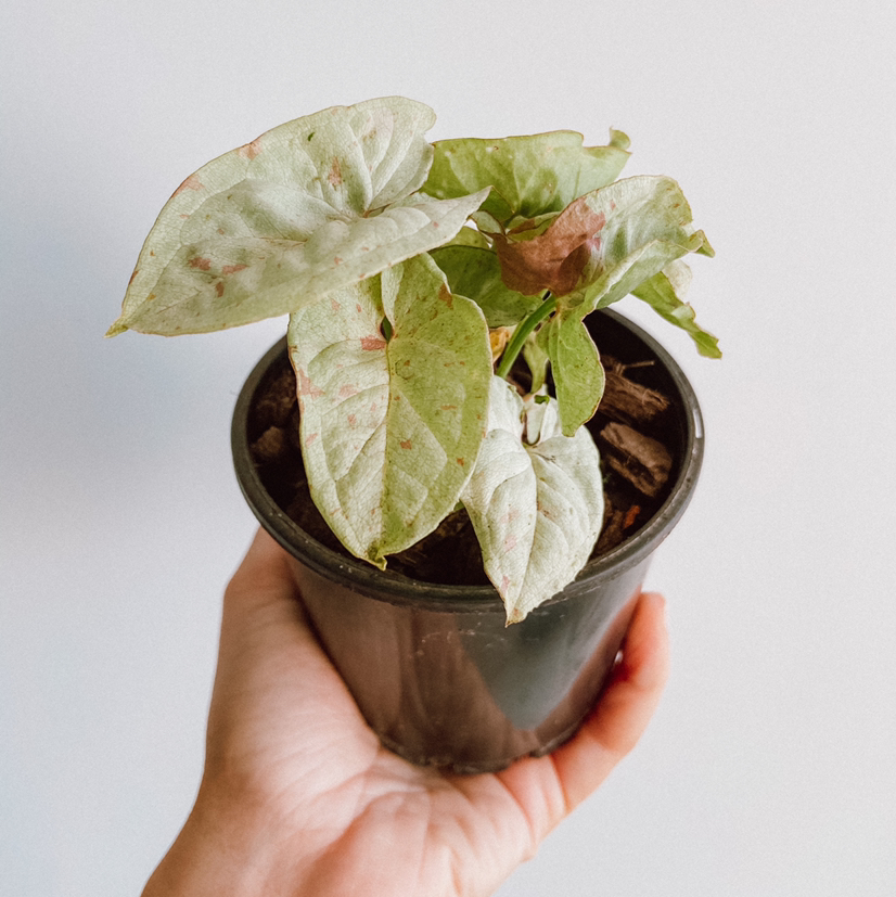 Syngonium 'Milk Confetti' plant photo by @amyloudxn named (Apparently,) Milk Confetti on Greg, the plant care app.