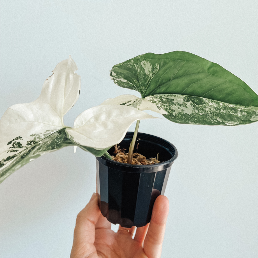 Photo of the plant species Variegated Arrowhead Vine by @amyloudxn named Syngo Albo prop on Greg, the plant care app