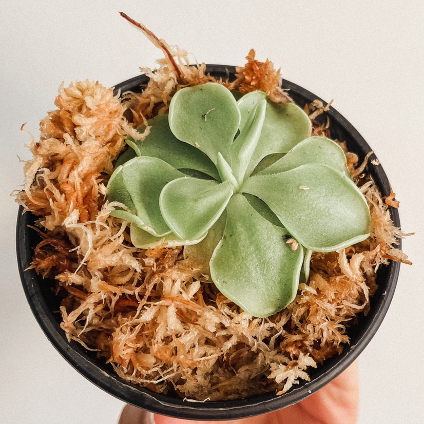 Photo of the plant species Pinguicula 'Weser' by @amyloudxn named Gnat Slurper on Greg, the plant care app
