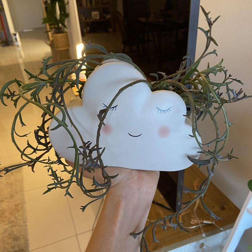 String of Dolphins plant photo by @amyloudxn named String of Dolphins on Greg, the plant care app.