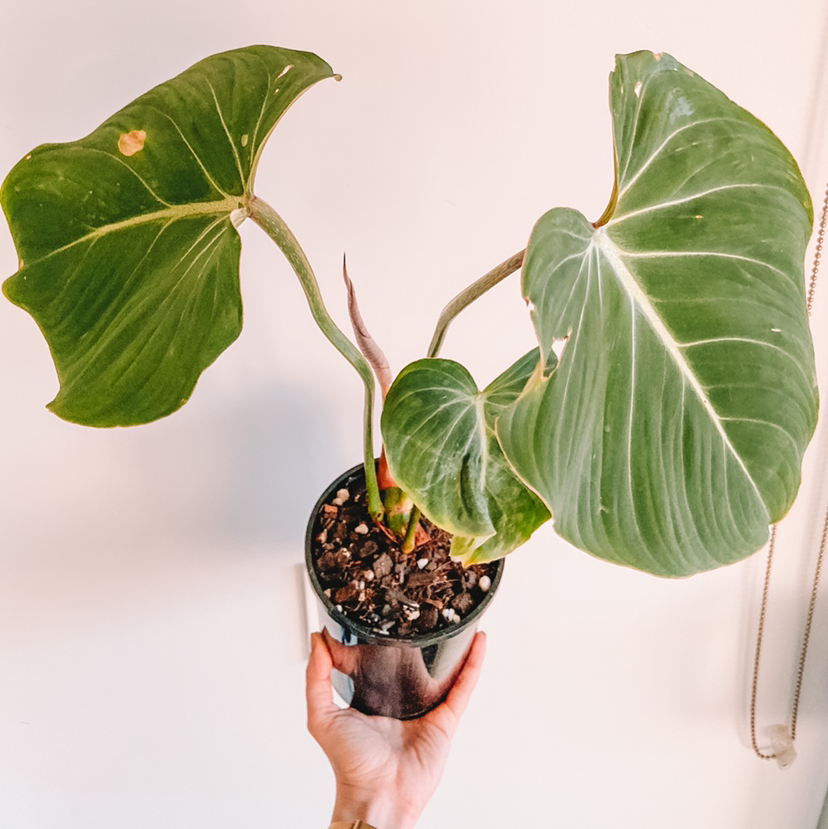 Philodendron gloriosum plant with large leaves, one showing a brown spot, held by a hand.