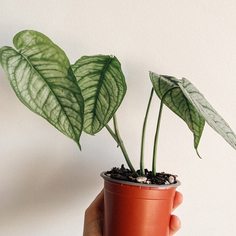 Photo of the plant species Monstera 'El salvador' by @amyloudxn named El Salvador on Greg, the plant care app