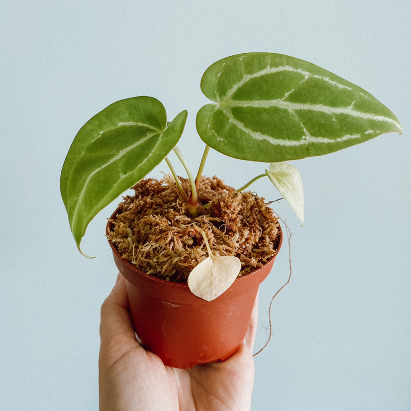 Anthurium crystallinum magnificum plant in a pot with green and discolored leaves, held by a hand.