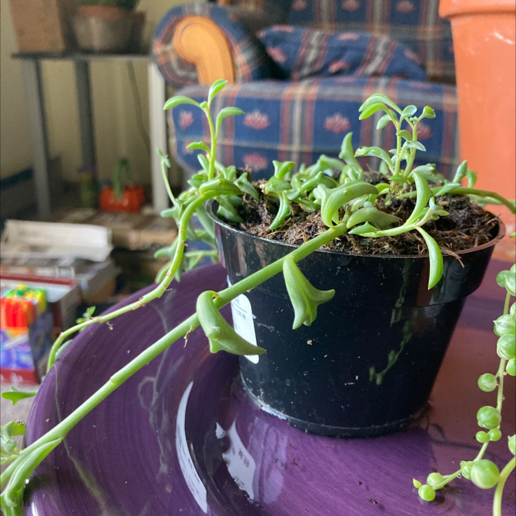 String of Dolphins plant in a black pot with visible soil, well-framed and in focus.