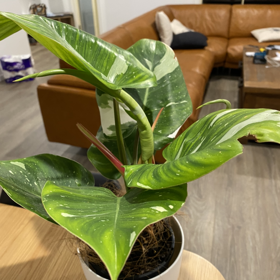 Philodendron 'White Princess' plant with variegated leaves in a white pot, well-framed and in focus.