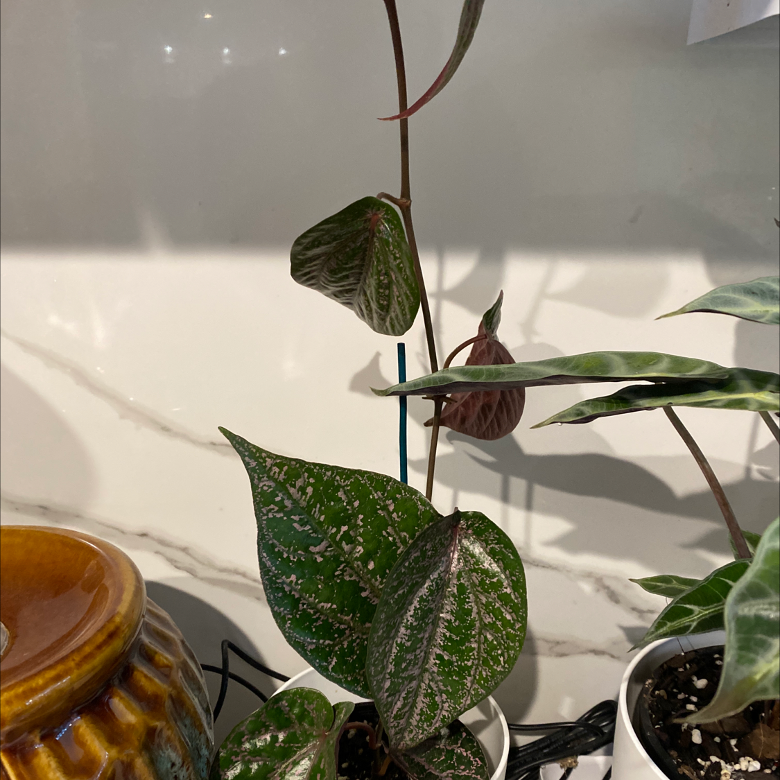 Red Betel plant with variegated leaves in a pot with visible soil.