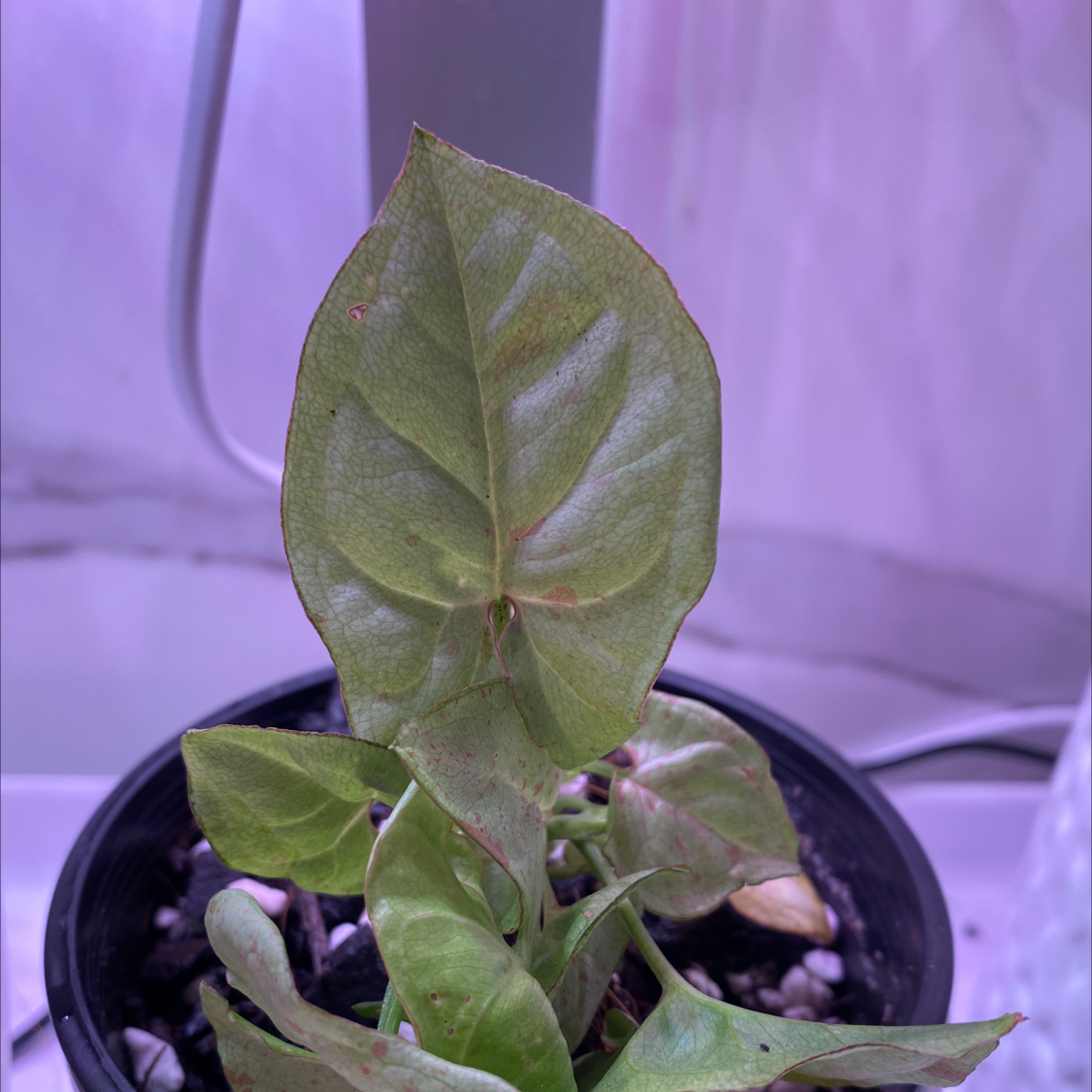 Confetti Syngonium plant with some browning on the leaf edges in a pot under artificial lighting.