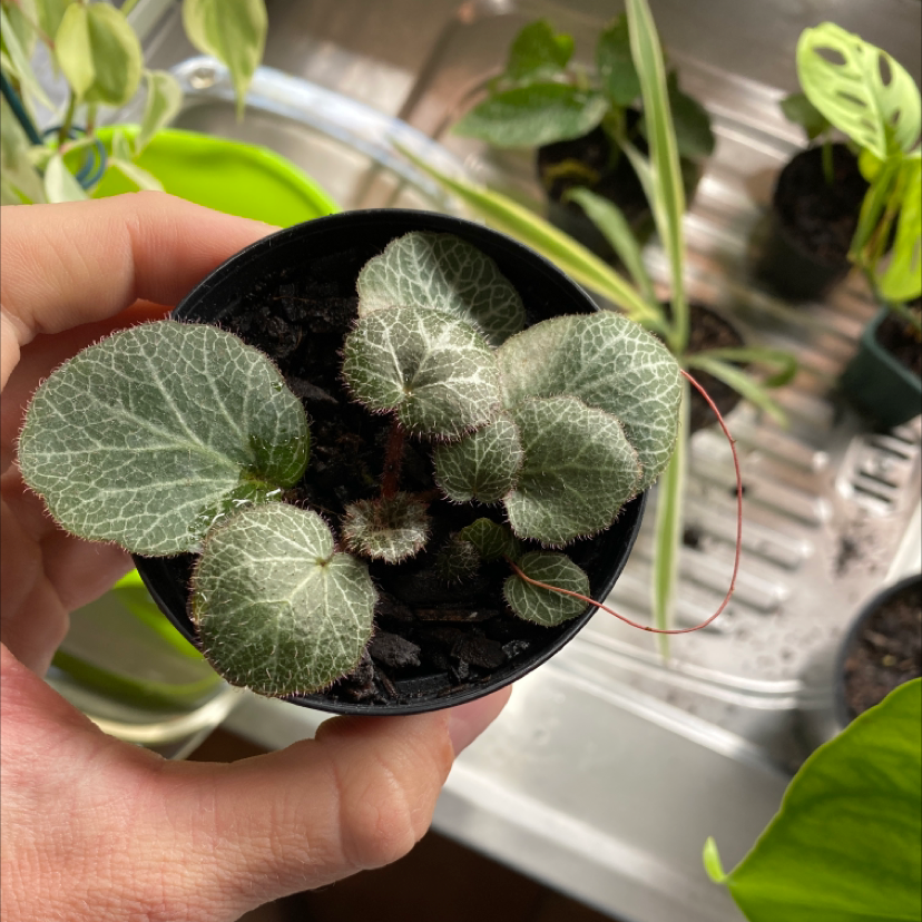 Healthy Strawberry Begonia plant in a small pot, held by a hand.