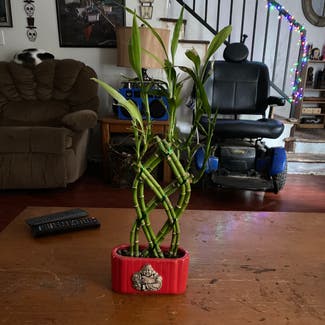 Lucky Bamboo plant in Salem, Oregon