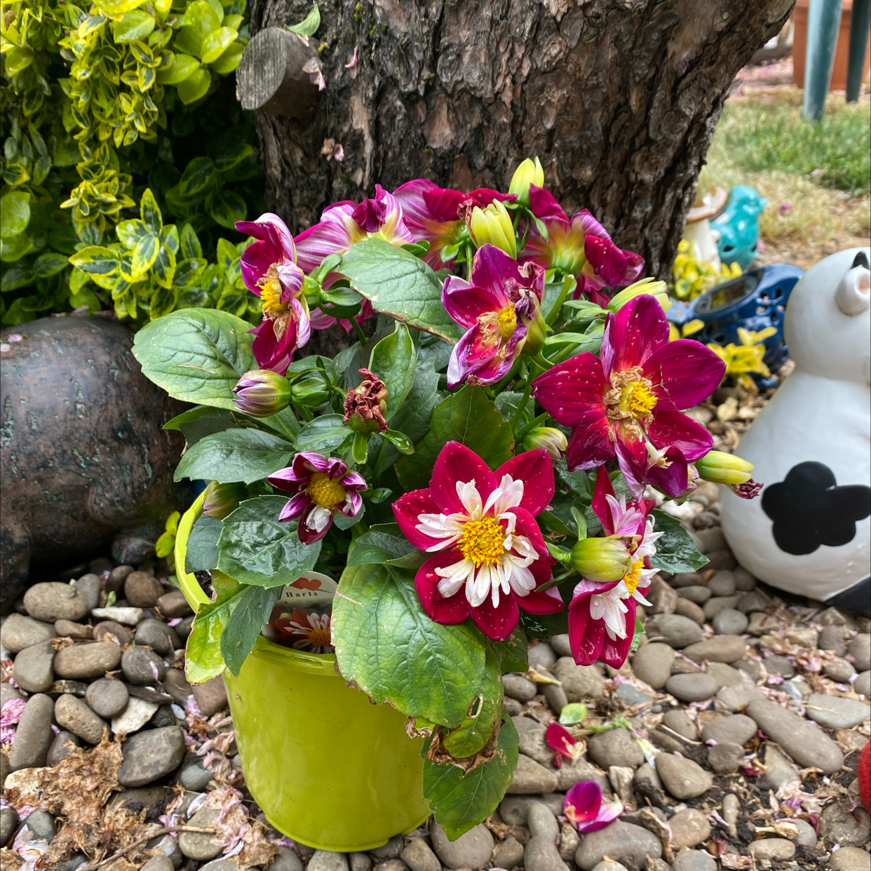 Garden Dahlia plant in a green pot with vibrant red and white flowers, placed on pebbles.
