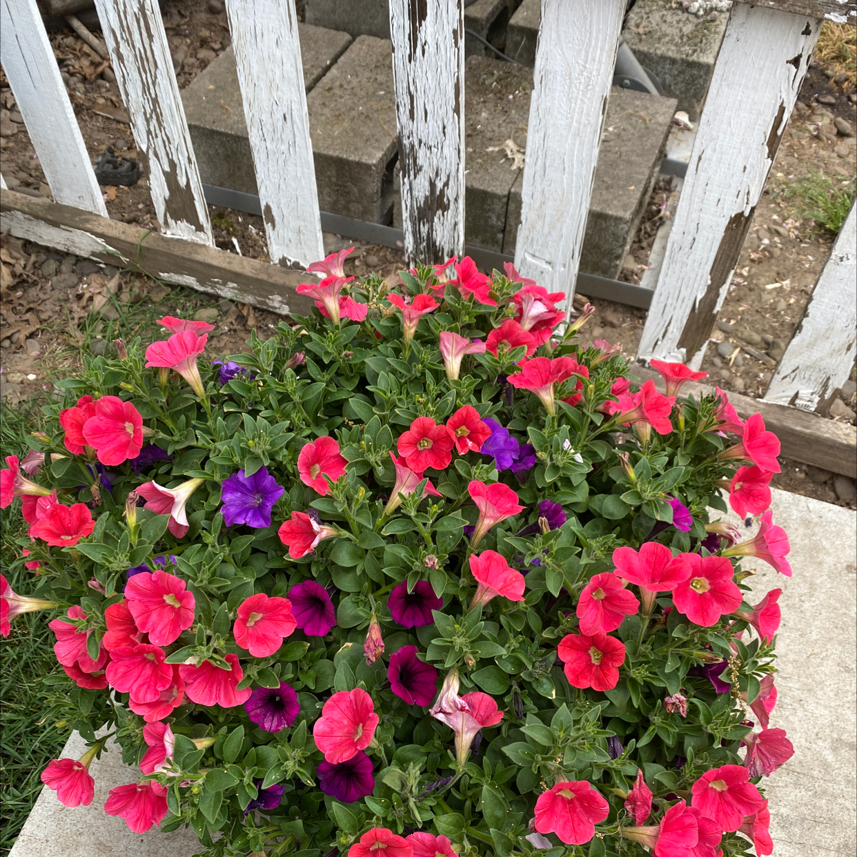 Million Bells plant with vibrant red and purple flowers, healthy and well-maintained.