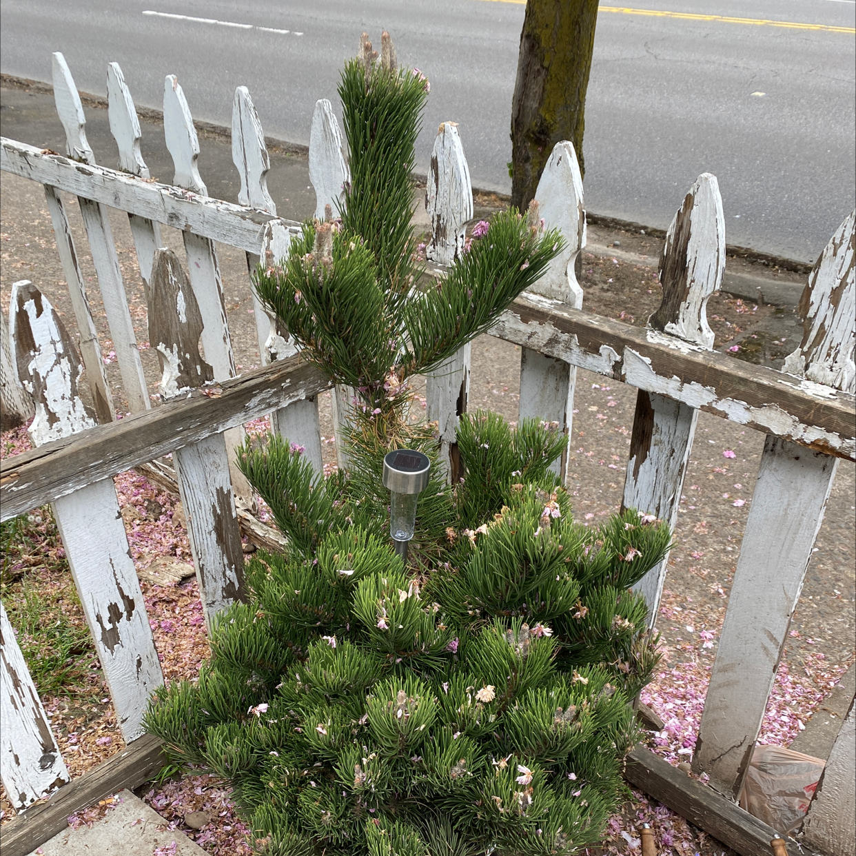 Photo of the plant species Austrian Pine Oregon Green by Angela named S’Bruce Springsteen on Greg, the plant care app