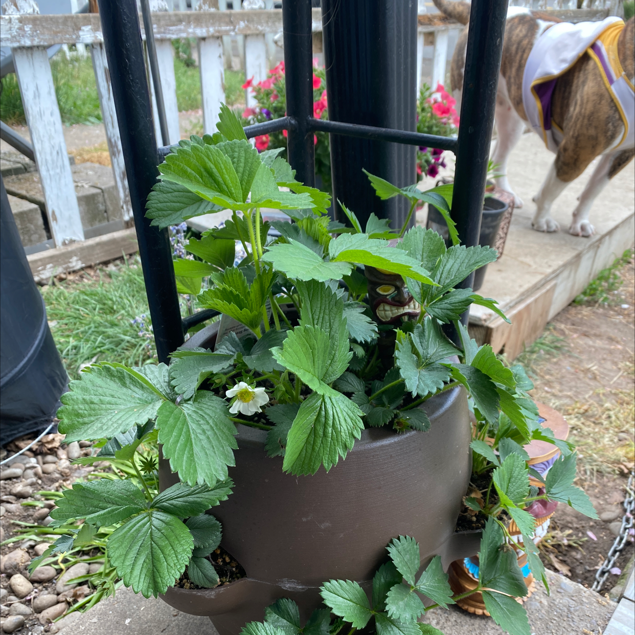 Potted California Strawberry plant with green leaves and visible flowers.