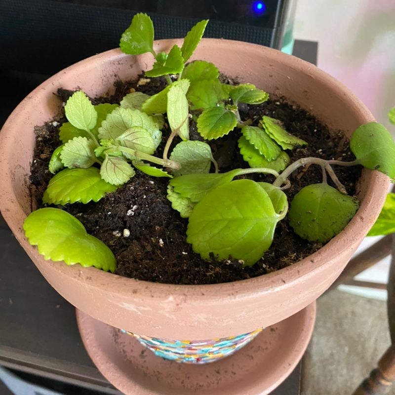 Potted Mexican Mint plant with some yellowing and browning leaves.