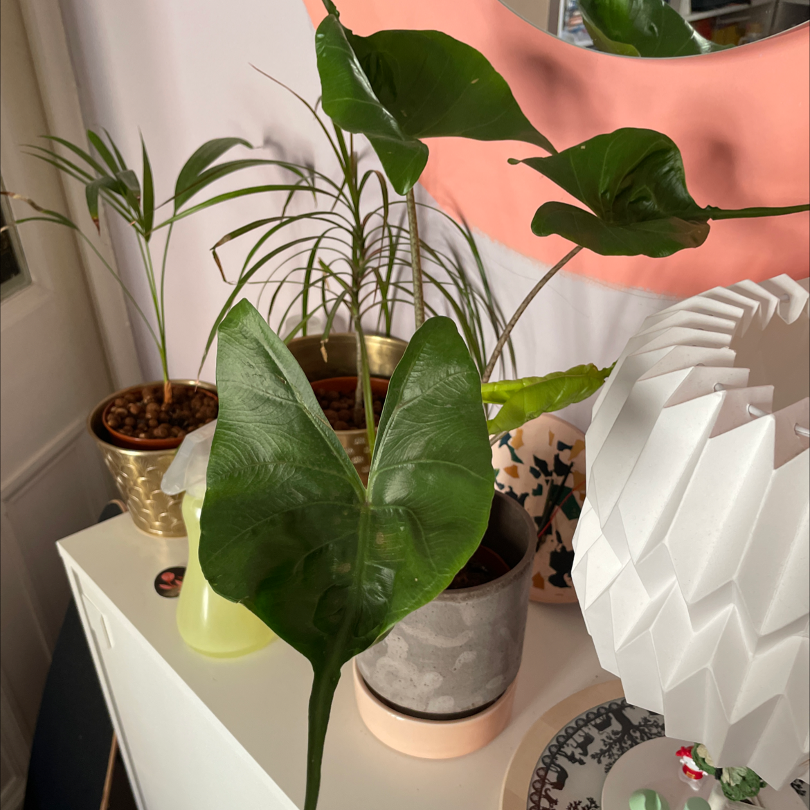 Stingray Elephant Ear plant with large, glossy leaves indoors on a white surface with other plants in the background.