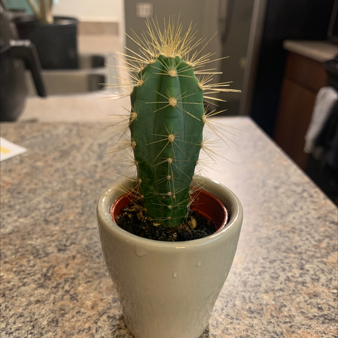 Blue Columnar Cactus in a white pot on a countertop, appears healthy.