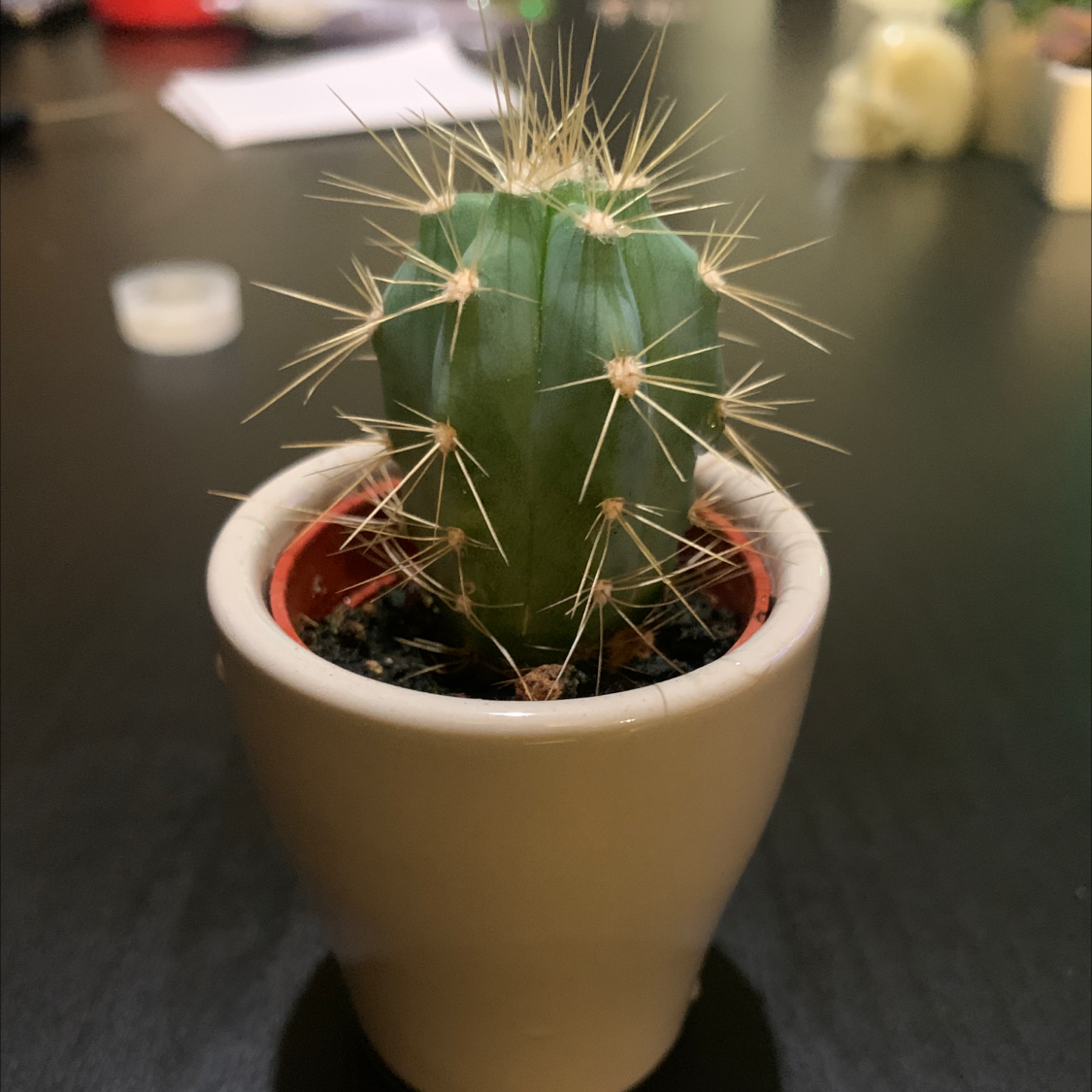A healthy Blue Columnar Cactus in a white pot with visible spines.