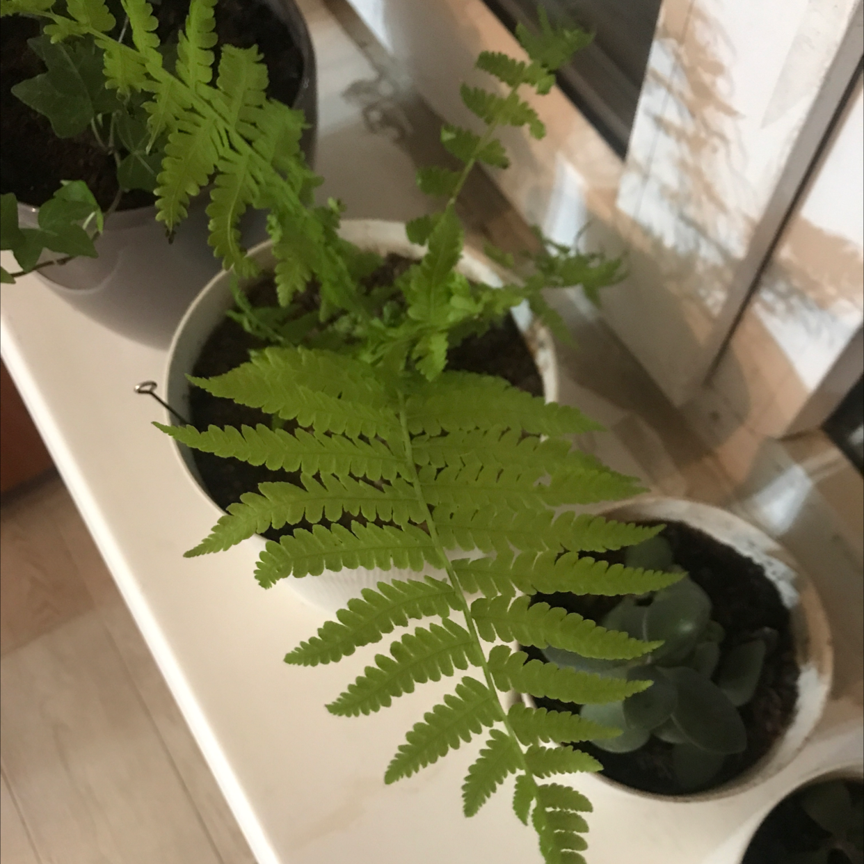 Potted Male-Fern plant with vibrant green fronds, soil visible, well-framed and in focus.