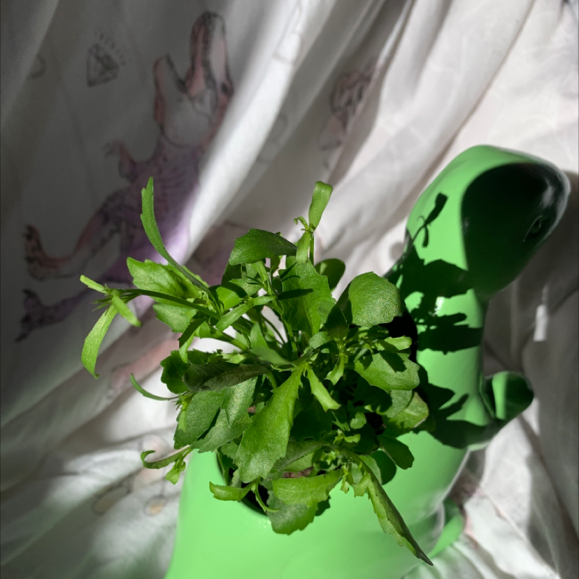 Creeping Groundsel plant photo by @StokesyH named Plato on Greg, the plant care app.