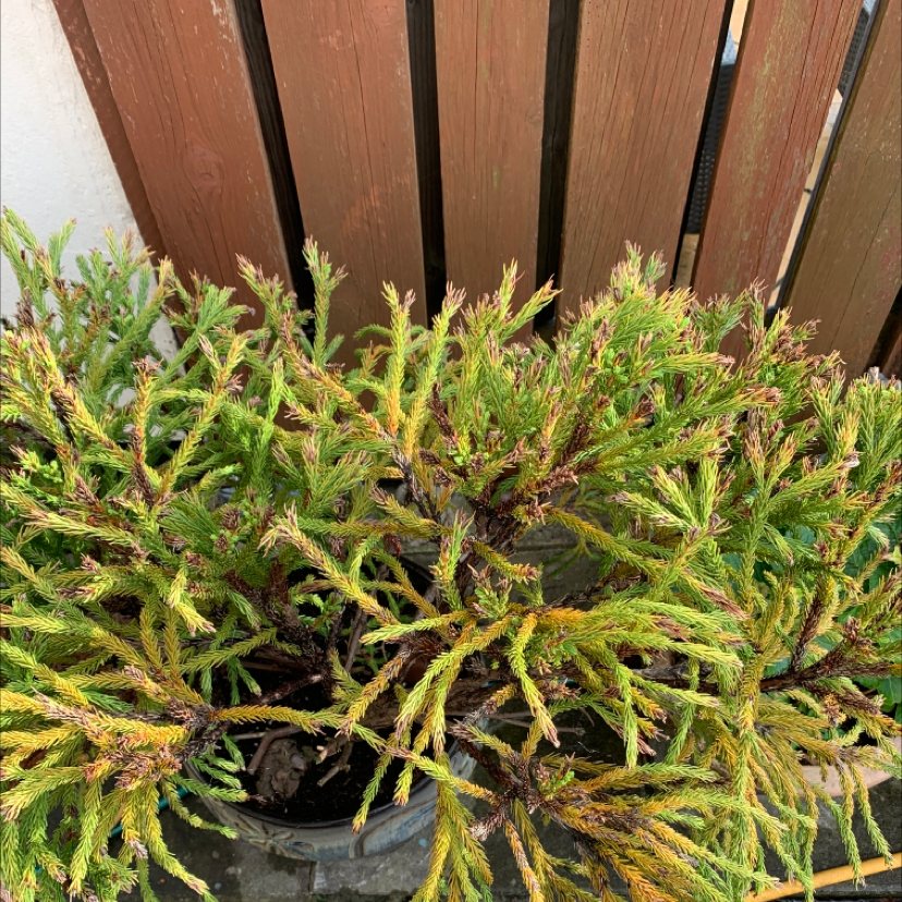Japanese Cedar plant with some yellowing and browning leaves in a pot against a wooden fence.