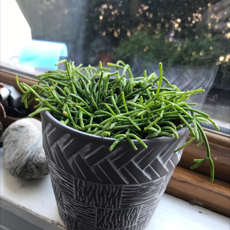 Mistletoe Cactus in a decorative pot on a windowsill, appearing healthy with vibrant green stems.