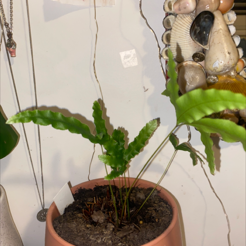 Potted Cretan Brake plant with green, wavy-edged leaves and visible soil.