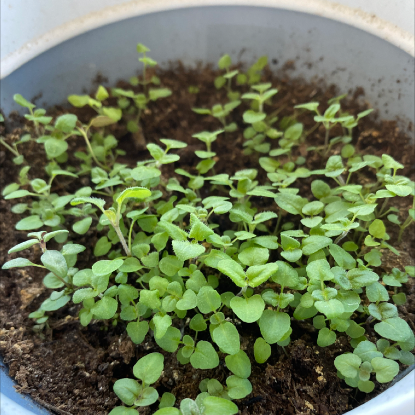 Closeup overhead view of a healthy young potted oregano seedling with many small bright green oval leaves growing from soil in a gray planter.